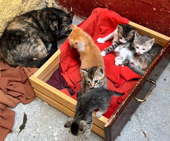 El Faro - ‘Soy tu voz’ alerta sobre el fracaso del plan de esterilización de gatos comunitarios