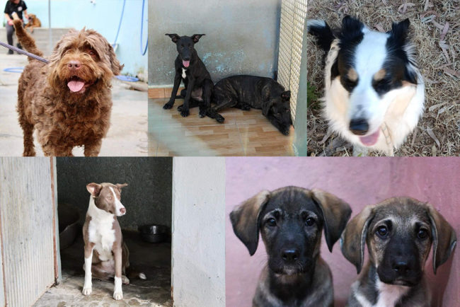 Los perros de la Protectora buscan casas de acogida para no «tiritar de frío»