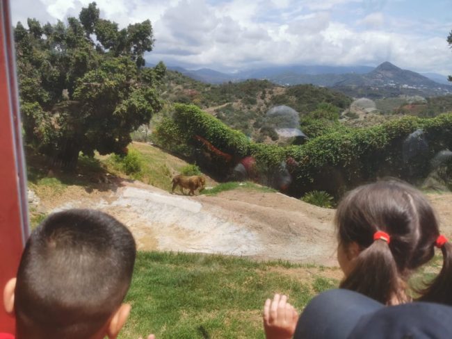 Alumnos, familias y docentes del  ‘Mare Nostrum’ unen lazos en un safari