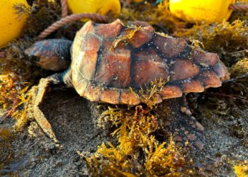 tortuga-san-amaro-red-deriva-2