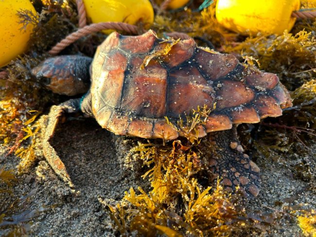 Consecuencias de la pesca ilegal: una cría de tortuga a punto de morir por una red