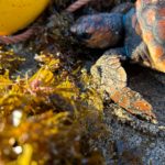 tortuga-san-amaro-red-deriva-3