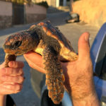 tortuga-san-amaro-red-deriva-4