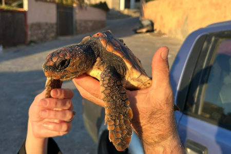 tortuga-san-amaro-red-deriva-4
