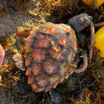 tortuga-san-amaro-red-deriva-5