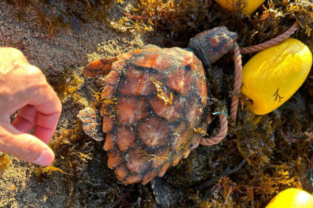 tortuga-san-amaro-red-deriva-5