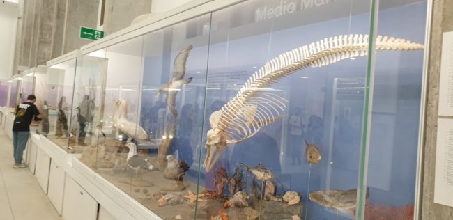 El Museo del Mar colabora con el Pabellón de Historia Natural de la Universidad de Almería