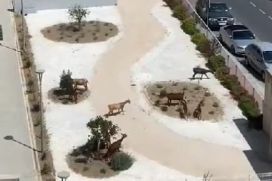 Un rebaño de cabras cambia el monte por el parque dedicado a las víctimas del covid