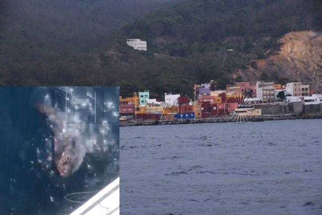 Agresiva acción de pescadores marroquíes en Benzú: herido un pez luna