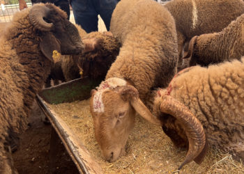 Eid al-Adha 2026: preparativos en Marruecos, en donde sí habrá sacrificio del cordero