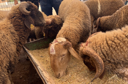 Eid al-Adha 2026: preparativos en Marruecos, en donde sí habrá sacrificio del cordero