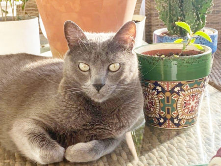 natos-gato-perdido-edificio-colores-2