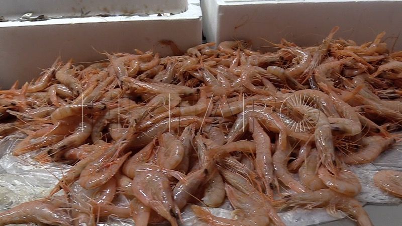 gambas