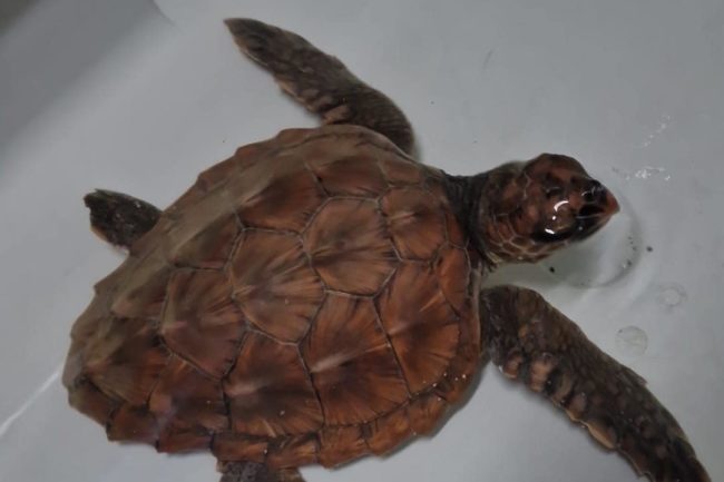 El Cecam se hace cargo de una tortuga bebé rescatada por la Guardia Civil