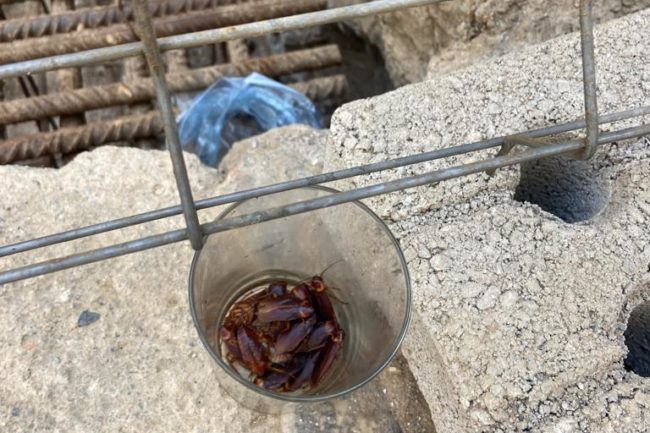 Los vecinos del centro estallan contra la suciedad: «Hay cucarachas viviendo en un vaso»