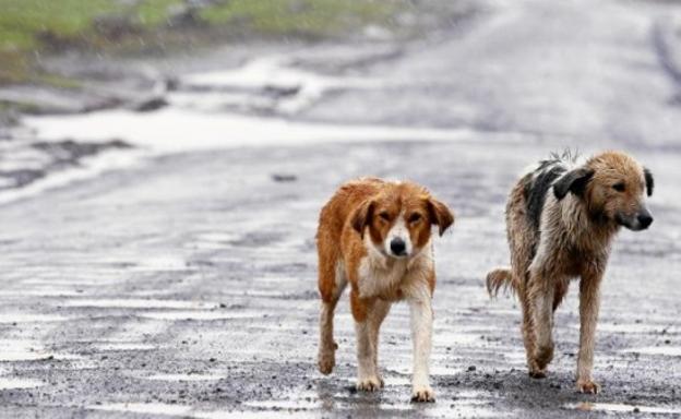 denuncian-sacrificio-masivo-de-perros-en-tanger