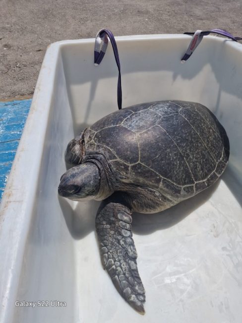 La última inquilina del Cecam: una tortuga verde de más de 100 kilos