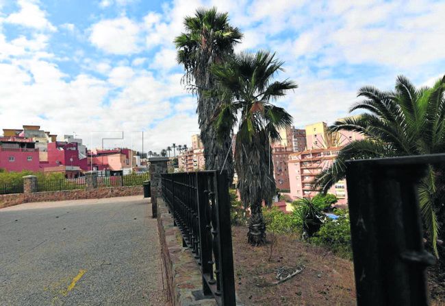 Vecinos de Zurrón exigen la poda de palmeras que hay en su barriada
