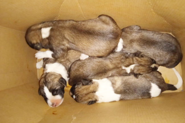 La Protectora busca casa de acogida urgente para 5 cachorros lactantes
