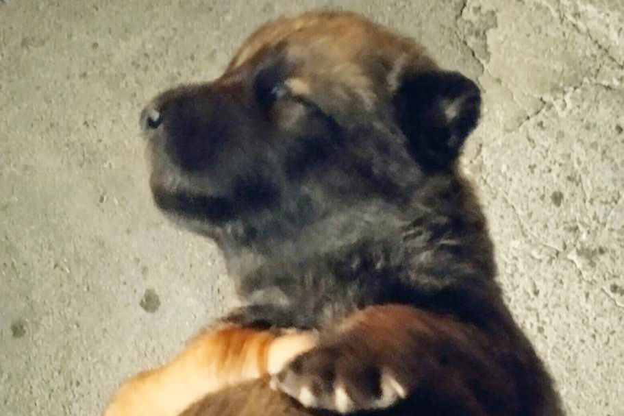 camada-cachorros-busca-acogida-2
