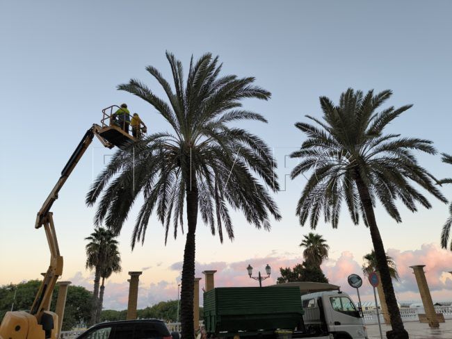 Obimasa encargará un estudio biomecánico de las palmeras y los ficus