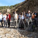 avistamiento-pardela-cenicienta-seo-1