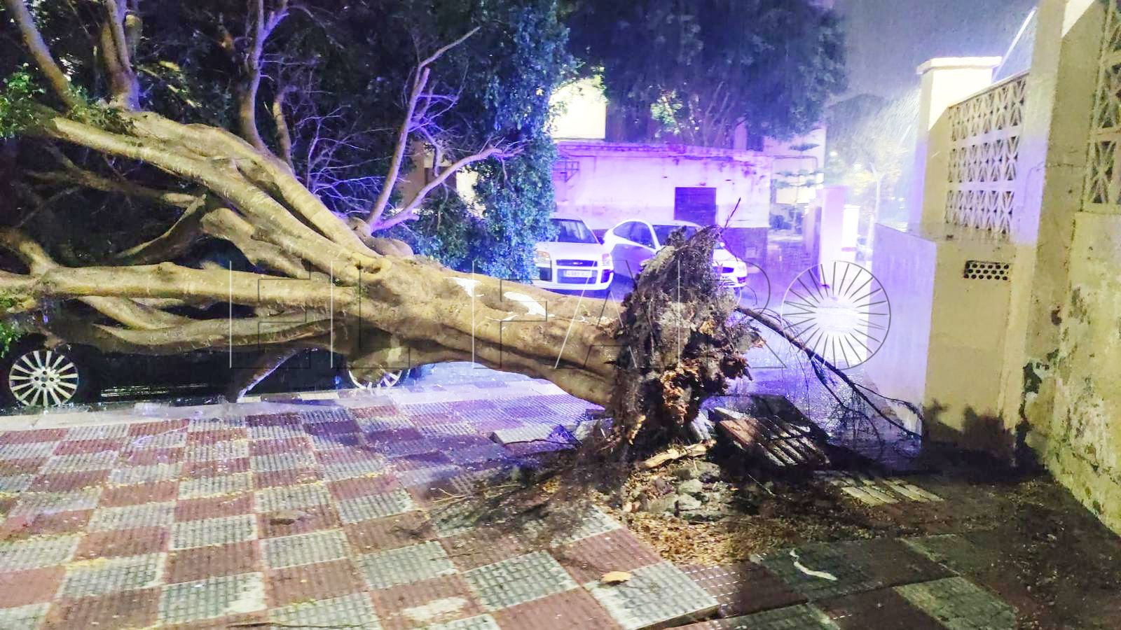 caida-arbol-coche-otero-1