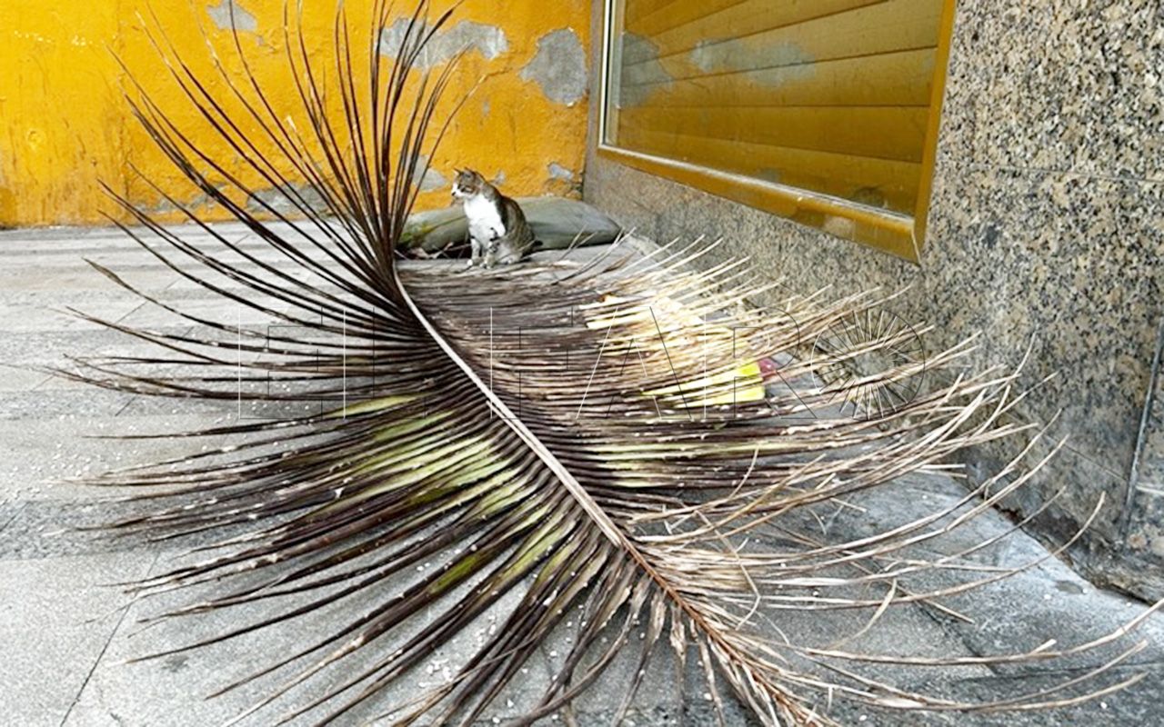 Pudo haber sido una desgracia: accidente con una palmera en calle Real