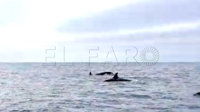 La fascinante imagen de una familia de 5 orcas en Punta Almina
