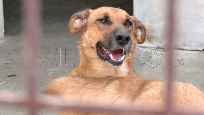 Día Mundial de los Animales: una segunda vida para llenar de alegría las casas