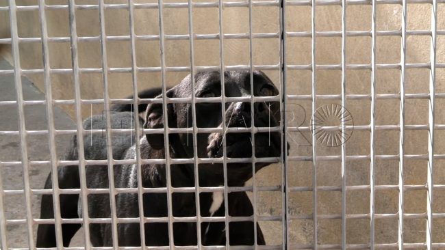 La Protectora insta a «cortar de raíz» la cría ilegal de animales