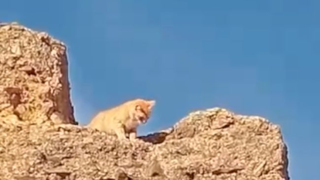 La historia del rescate de Ícaro: el gato atrapado en las Murallas Meriníes