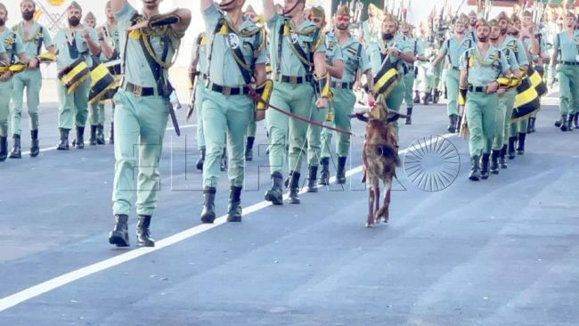 Adiós al chivo Pacoli, la mascota más llamativa de los Tercios de La Legión