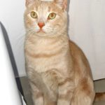 bambu-gato-protectora-busca-familia-1