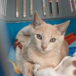 bambu-gato-protectora-busca-familia-2