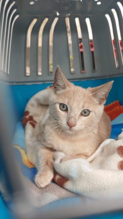 bambu-gato-protectora-busca-familia-2