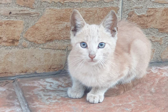 Bambú se queda sin familia y en la calle si no se le encuentra un hogar