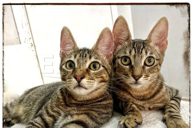 Thai, Bengala y Parches, los gatos ‘invisibles’ que buscan adopción