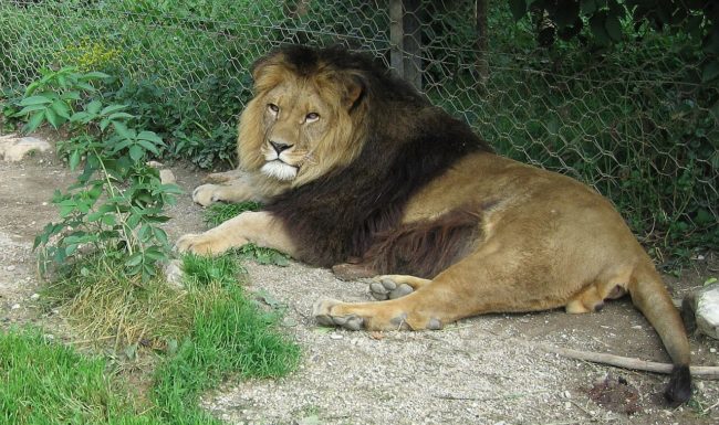Un supuesto león del Atlas aterroriza a la población