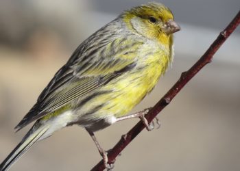 pajaro-canario