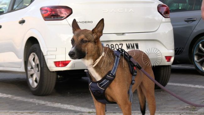 Adopta a Eco, necesita el calor de una familia