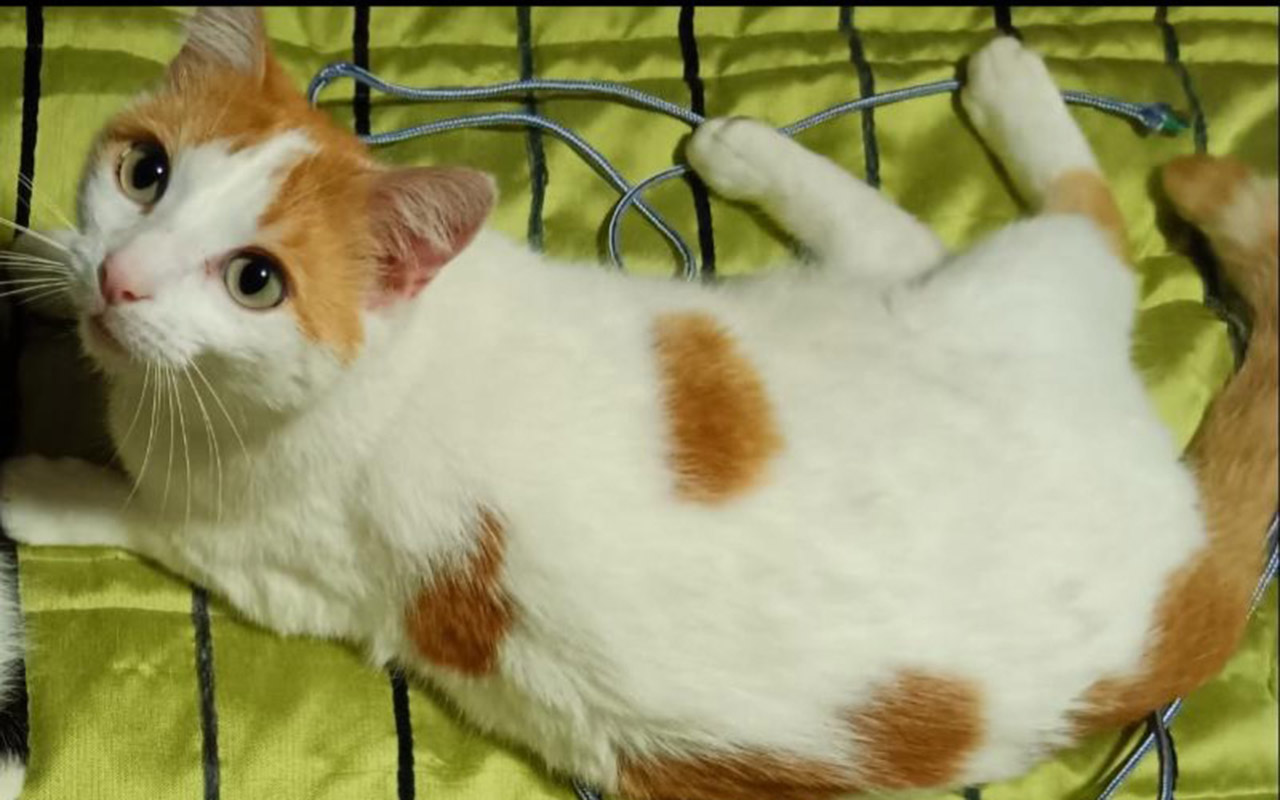 A Zeus lo esperan en casa: 500 euros de recompensa a quien lo encuentre 