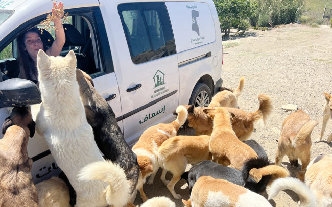 Salima, la marroquí que dedica su vida a los perros callejeros de Tánger