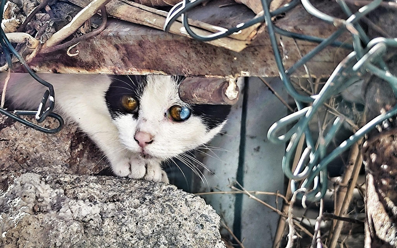 Chats Noirs Ceuta cierra las puertas de su casa de acogida