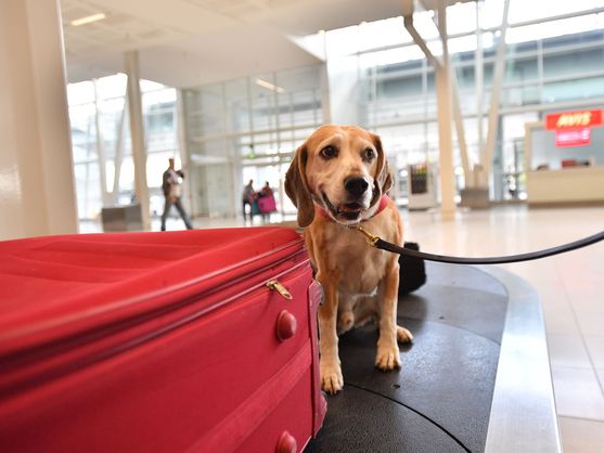 ¿Pueden los perros viajar en avión? Esto es lo que dice la ley de bienestar animal