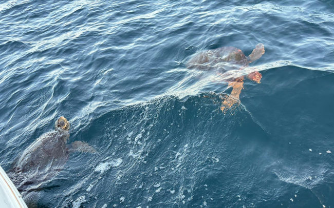 Rescatada una tortuga viva en el mar y otra muerta en la Almadraba
