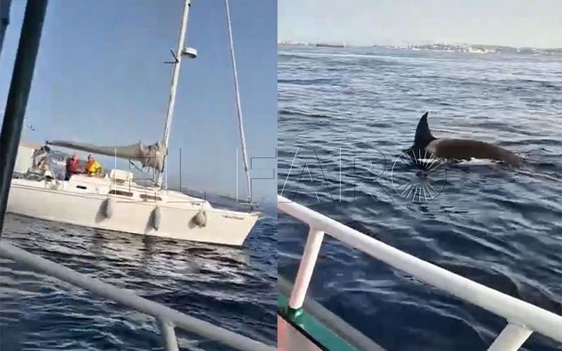 orcas-gigantes-acojonado