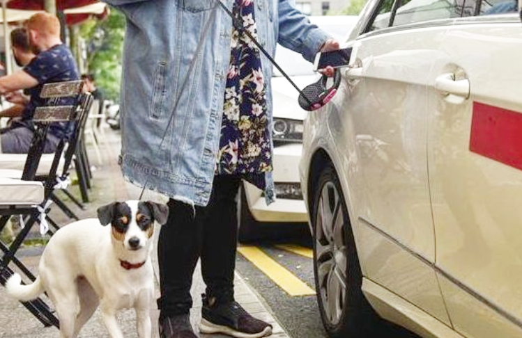 perro-viaja-taxi