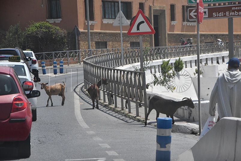 se-acabaron-cabreros-ceuta-no-cabras