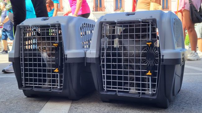 Voces unidas por la dignidad de las mascotas